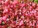  fleurs roses